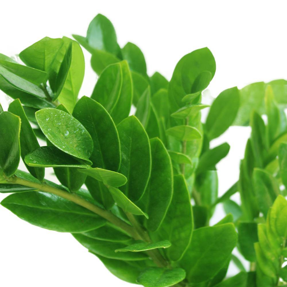 Zamioculcas Zamiifolia - ZZ Plant - Zanzibar Gem - Image 11