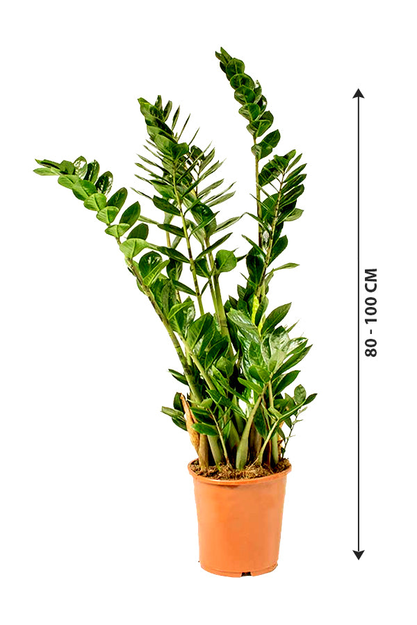 Zamioculcas Zamiifolia - ZZ Plant - Zanzibar Gem - Image 10