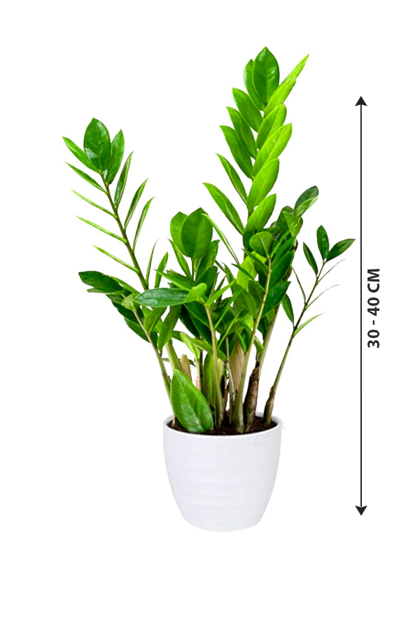 Zamioculcas Zamiifolia - ZZ Plant - Zanzibar Gem - Image 3