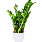 Zamioculcas Zamiifolia - ZZ Plant - Zanzibar Gem