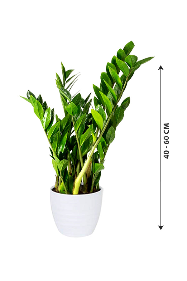 Zamioculcas Zamiifolia - ZZ Plant - Zanzibar Gem - Image 5