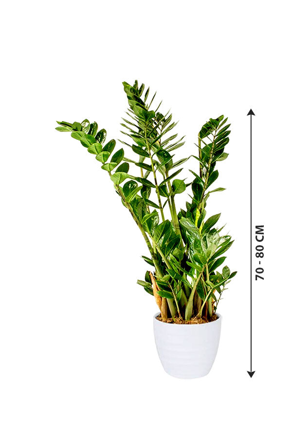 Zamioculcas Zamiifolia - ZZ Plant - Zanzibar Gem - Image 7