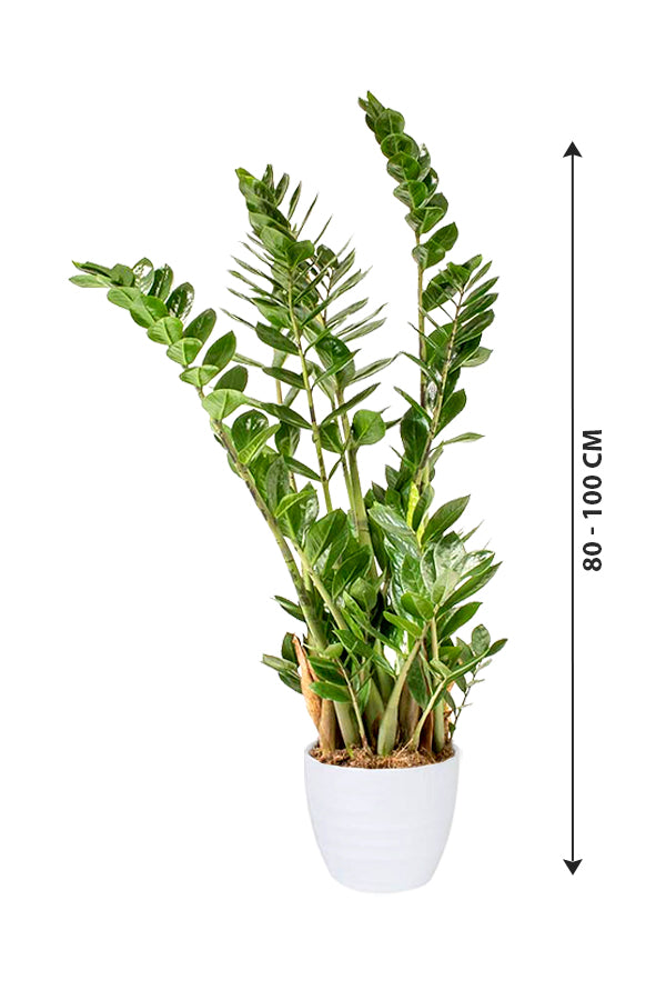 Zamioculcas Zamiifolia - ZZ Plant - Zanzibar Gem - Image 9