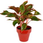 Aglaonema Red - Air Purifying Plant