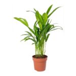 Areca Palm Small - Chrysalidocarpus Lutescens