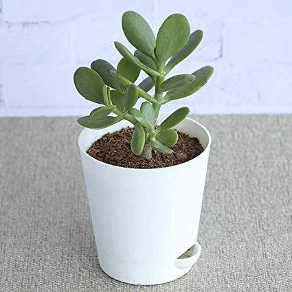 Crassula Ovata - Dollar Plant - Image 6