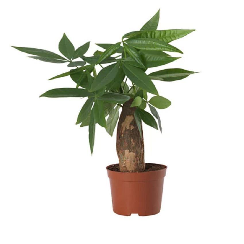Pachira Small - Mini Money Tree