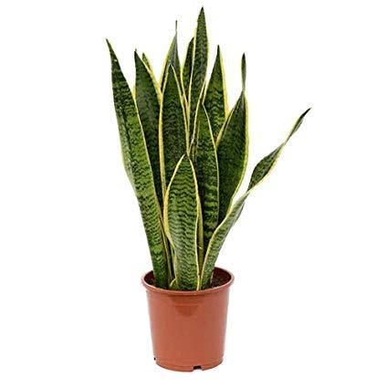 Snake Plant - Sansevieria Indoor Plant - Image 3