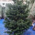 Real Christmas Trees Dubai