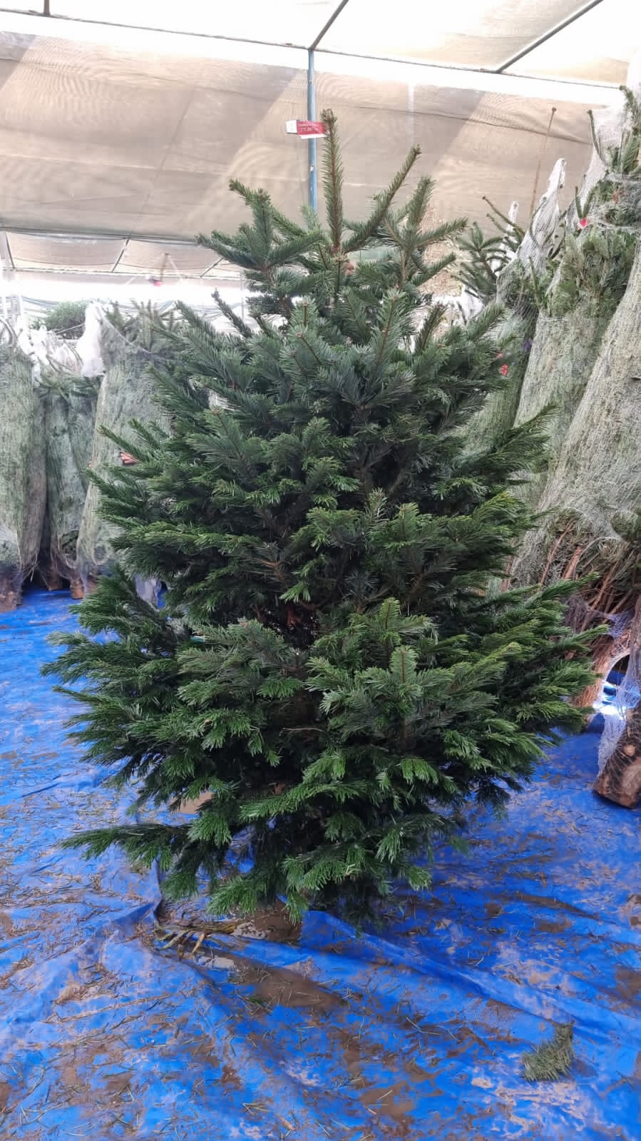 Real Christmas Trees Dubai