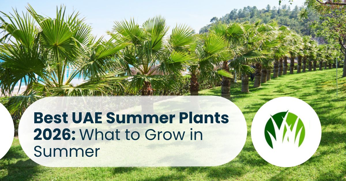 Best UAE Summer Plants 2026 What to Grow in Summer