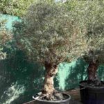 25 Years Old Olive Tree Olea Europea