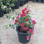 Bougainvillea Medium Mix Bougainvillea Glabra