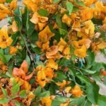 Bougainvillea Grafted Multicolor Bougainvillea