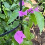 Bougainvillea Purple Bougainvillea