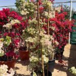 Bougainvillea Strawberry Tall