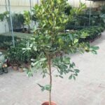 Brazil Cherry Eugenia brasiliensis