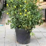 Calamansi Citrus Bushy Citrus Microcarpa