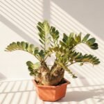 Cardboard Palm Multihead Zamia Furfuracea