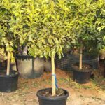 Citrus Lemon Spain Citrus Mitis