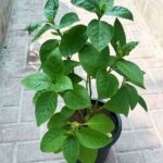 Eranthemum Green Pseuderanthemum Reticulatum Green