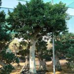 Giant Ficus Nitida Tree Ficus Microcarpa Nitida