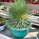 Hedgehog Agave