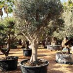 Landscape Olive Tree  Olea Europea