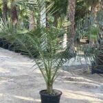 Pineapple Palm Phoenix Canariensis