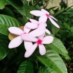 Pink Kopsia Kopsia Fruticosa