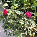 Rose Pakistan Tall Rosa