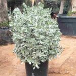 Silver Damas Ball Shape Conocarpus erectus var. sericeus
