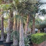 Wax Palm Pakistan Copernicia alba