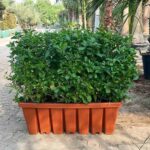 Wild Jasmine Wall Shaped Clerodemdrum Inerme