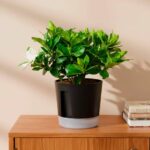 Gardenia Self Watering Pot