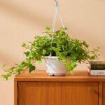 Hedera Helix Green Hanging China