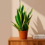 Sansevieria Superba