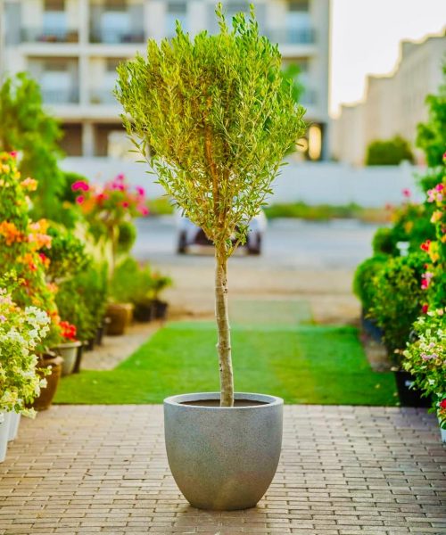 WhatsApp Image 2025-07-29 at 1.29.31 PM (1)