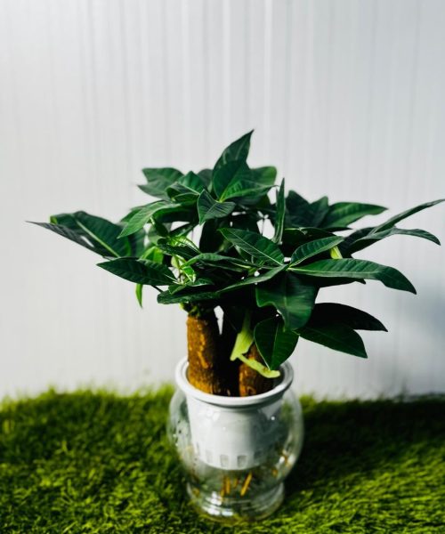 WhatsApp Image 2025-07-29 at 1.29.34 PM (1)