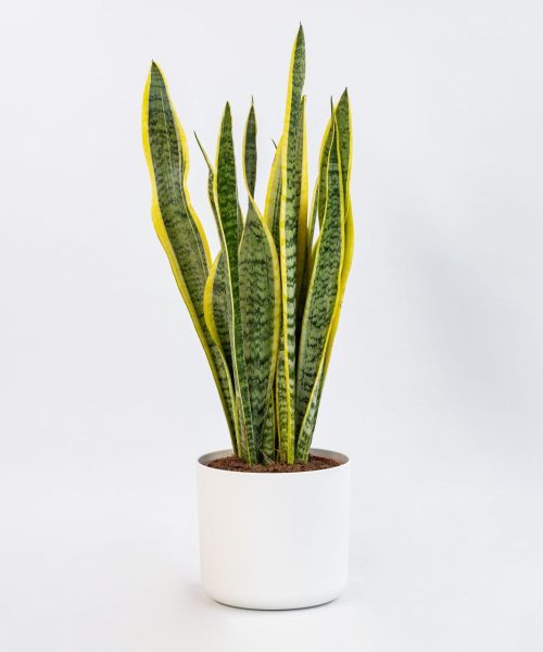 WhatsApp Image 2025-07-29 at 1.29.35 PM