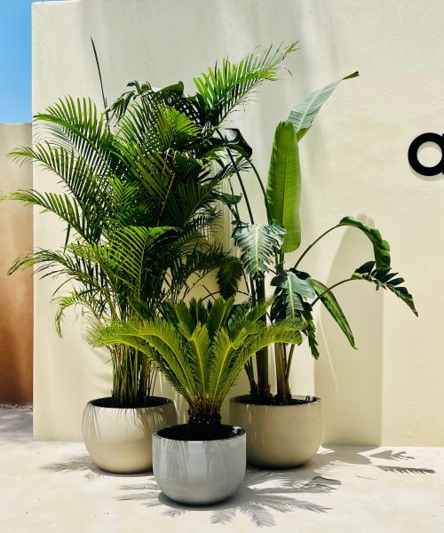 WhatsApp Image 2025-08-01 at 4.46.31 PM (1)