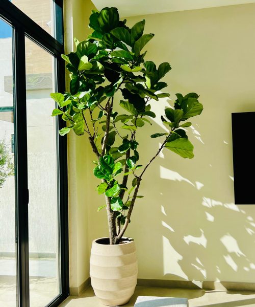 WhatsApp Image 2025-08-01 at 4.46.33 PM