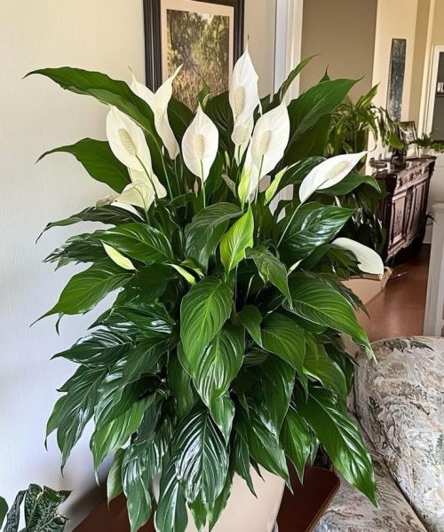 WhatsApp Image 2026-04-06 at 1.40.36 AM (2)